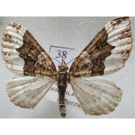 Euphyia biangulata (Haworth, 1809) Czech38